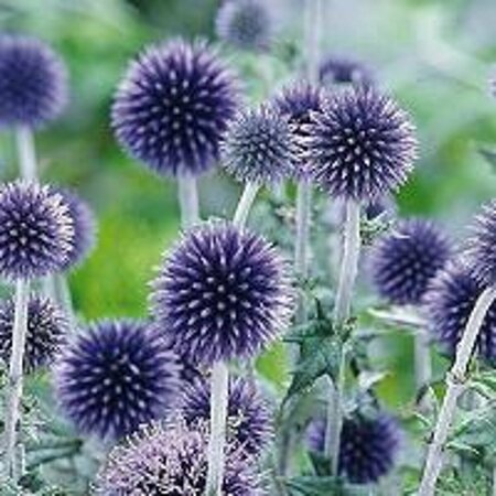 Echinops ritro 'Veitch's Blue' P9 - afbeelding 2