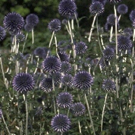 Echinops ritro 'Veitch's Blue' P9 - afbeelding 3