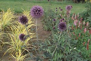 Echinops ritro 'Veitch's Blue' P9