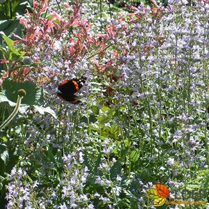 Calamintha nepeta nepeta C2