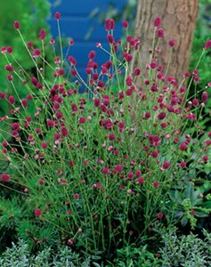 Sanguisorba officinalis 'Tanna' P9 - afbeelding 4