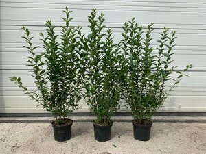 Ligustrum ovalifolium 60/80 C. - afbeelding 2