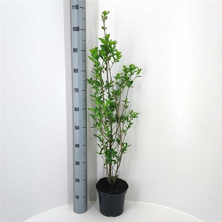 Ligustrum ovalifolium 60/80 C. - afbeelding 15