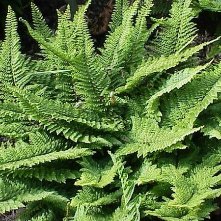 Polystichum setiferum P11 - afbeelding 6