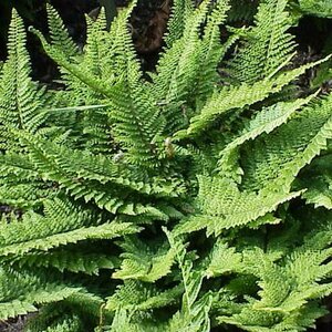 Polystichum setiferum P11 - afbeelding 6