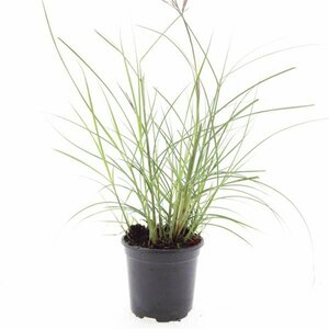 Miscanthus sinensis 'Red Chief' P9 - afbeelding 6