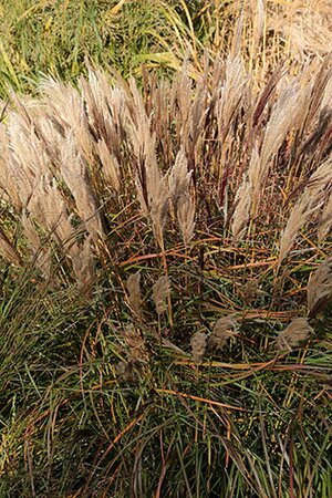 Miscanthus sinensis 'Red Chief' P9 - afbeelding 2