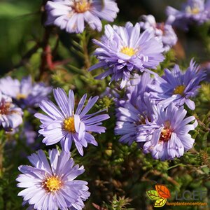 Aster dumosus 'Lady in Blue' P9
