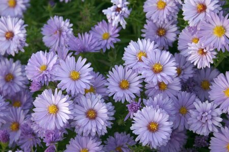 Aster dumosus 'Lady in Blue' P9 - afbeelding 4