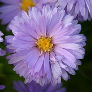 Aster dumosus 'Lady in Blue' P9 - afbeelding 7