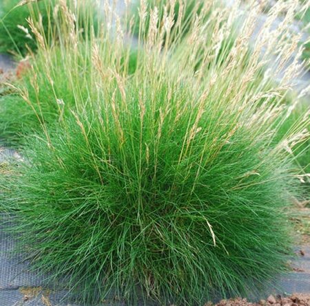 Festuca gautieri P9 - afbeelding 2