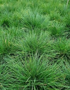 Festuca gautieri P9 - afbeelding 7