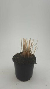 Molinia caerulea 'Heidebraut' P9 - afbeelding 5