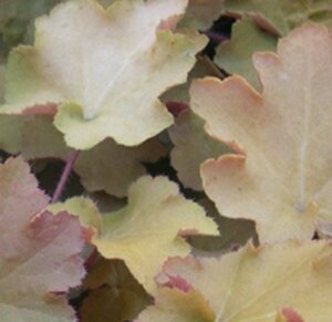 Heuchera 'Caramel' P9 - afbeelding 2