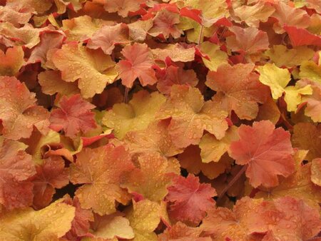 Heuchera 'Caramel' P9 - afbeelding 3
