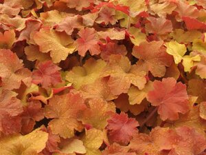 Heuchera 'Caramel' P9 - afbeelding 3