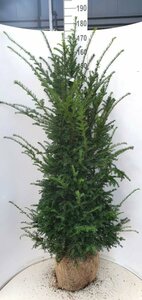 Taxus baccata 175/200 KL. - afbeelding 11