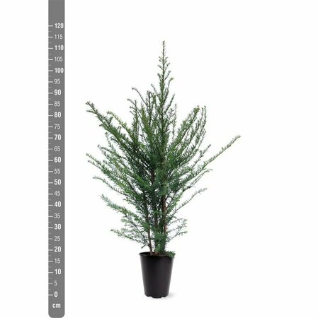 Taxus baccata 175/200 KL. - afbeelding 28