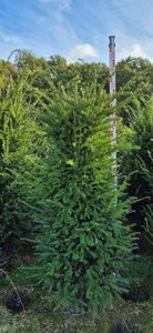 Taxus baccata 175/200 KL. - afbeelding 13