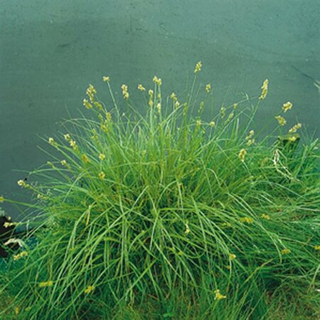 Luzula nivea P9 - afbeelding 2