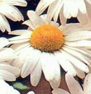 Leucanthemum vulgare 'Maikönigin' P9 - afbeelding 2