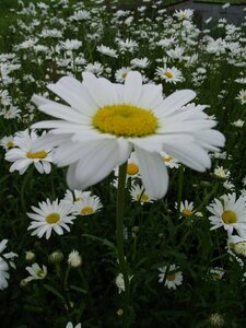 Leucanthemum vulgare 'Maikönigin' P9 - afbeelding 4