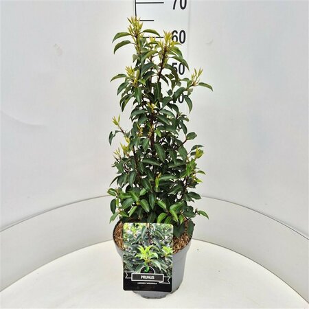 Prunus lusitanica 'Angustifolia' 100/125 KL. - afbeelding 4