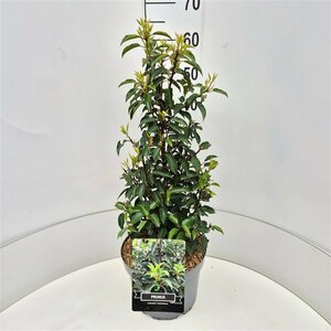 Prunus lusitanica 'Angustifolia' 100/125 KL. - afbeelding 4