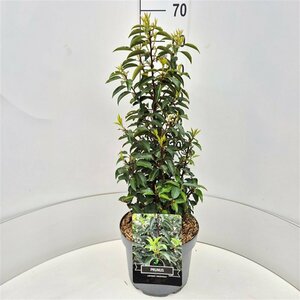 Prunus lusitanica 'Angustifolia' 100/125 KL. - afbeelding 3