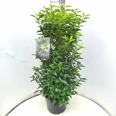 Prunus lusitanica 'Angustifolia' 100/125 KL. - afbeelding 2
