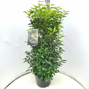 Prunus lusitanica 'Angustifolia' 100/125 KL. - afbeelding 2