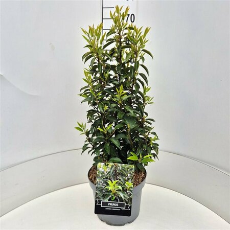Prunus lusitanica 'Angustifolia' 100/125 KL. - afbeelding 2