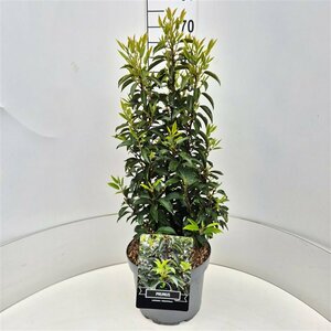 Prunus lusitanica 'Angustifolia' 100/125 KL. - afbeelding 2