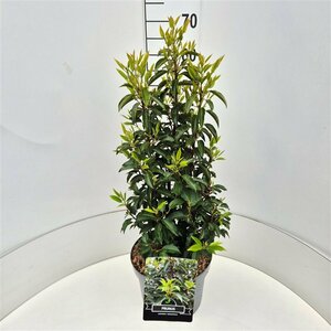Prunus lusitanica 'Angustifolia' 100/125 KL. - afbeelding 12