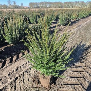 Taxus baccata 100/125 KL. - afbeelding 8