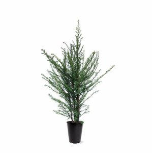 Taxus baccata 100/125 KL. - afbeelding 26