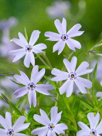 Phlox subulata 'Emerald Cushion Blue' P9 - afbeelding 7