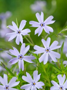 Phlox subulata 'Emerald Cushion Blue' P9 - afbeelding 7