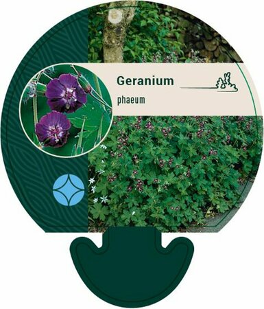 Geranium phaeum P9 - afbeelding 6