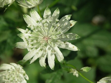 Astrantia maj. 'Superstar' P9 - afbeelding 2