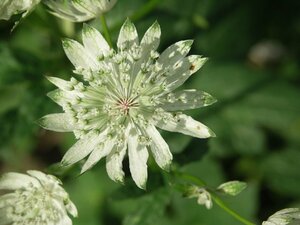 Astrantia maj. 'Superstar' P9 - afbeelding 2