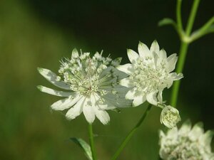 Astrantia maj. 'Superstar' P9 - afbeelding 3