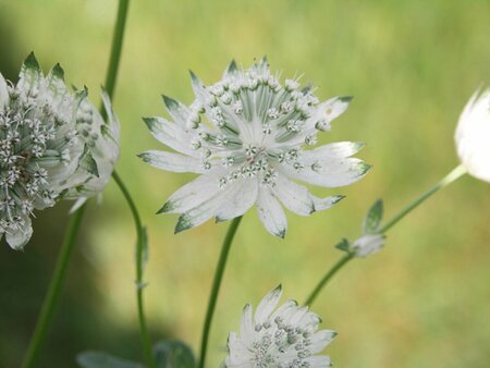 Astrantia maj. 'Superstar' P9 - afbeelding 4