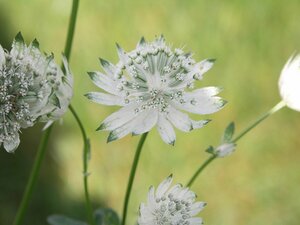 Astrantia maj. 'Superstar' P9 - afbeelding 4