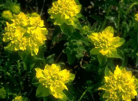 Euphorbia polychroma P9 - afbeelding 1