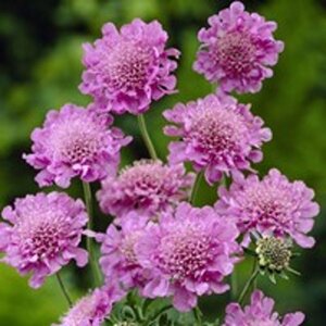 Scabiosa columbaria 'Pink Mist' P9 - afbeelding 3