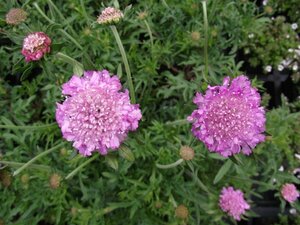 Scabiosa columbaria 'Pink Mist' P9 - afbeelding 4