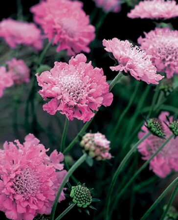Scabiosa columbaria 'Pink Mist' P9 - afbeelding 5