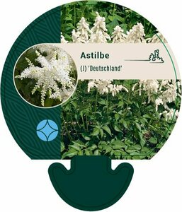 Astilbe japonica 'Deutschland' P9
