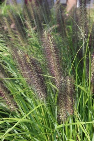 Pennisetum alopecuroides 'Moudry' P9 - afbeelding 1